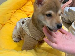 -逗柴咖啡屋·狗咖猫咖宠物桌游