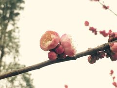 -秀丽东方