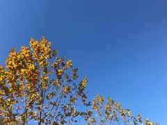 -奶酪魏(牛街总店)