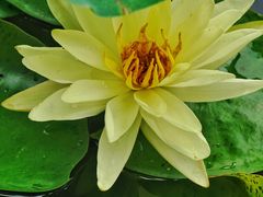 -陈家山荷花公园