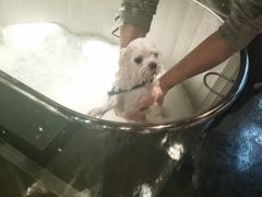 -PETKIT 小佩宠物·低压洗护·美容·寄养(安远店)