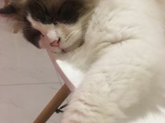 -三花喵·撸猫购宠·宠物生活馆(虹桥南丰城店)