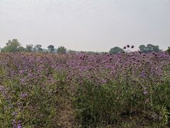 -西京湾花海