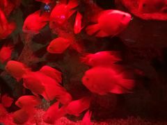 -洛阳龙门海洋馆