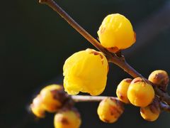 -顾村公园