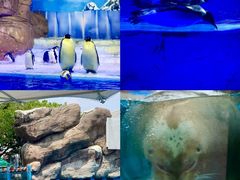 -海合安成都极地海洋公园