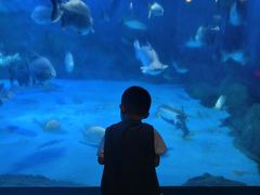 -烟台海昌鲸鲨海洋公园