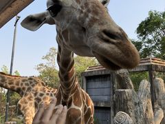 -清迈夜间动物园