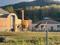 -哈尔滨北方森林动物园