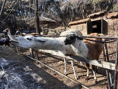 -沈阳森林动物园