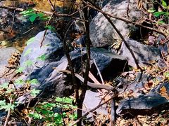 -云岫谷游猎自然风景区