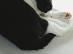 -李小姐の猫咖啡馆(五角场店)