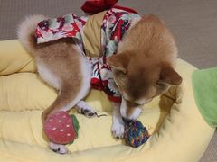 -逗柴咖啡屋·狗咖猫咖宠物桌游