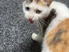 -瑞派康怡24h宠物医院·犬猫医疗中心·微创绝育(瑞景分院)
