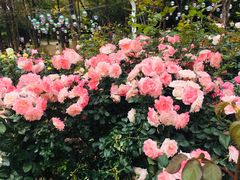 -人民公园(罗湖区)