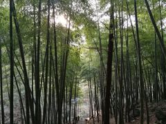 -藏龙百瀑风景区