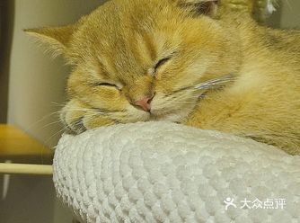 同朋友一起去撸猫 店内一楼装潢十分特别 橙色&白色为