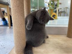-喵园·猫主题咖啡厅·撸猫·猫咖(国贸店)