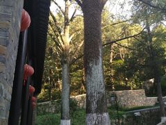 -镇江市南山风景名胜区竹林景区