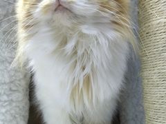 -喵的天空名猫咖啡馆·撸猫·猫舍·用品
