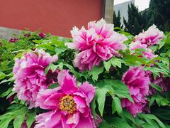 -大钟寺古钟博物馆