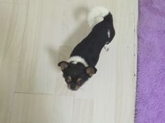 -纳吉亚猫专科动物医院博雅分院
