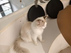 -琪喵猫屋·撸猫猫咖·猫舍