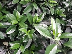 -顺兴老茶馆·精品川菜(世纪城店)