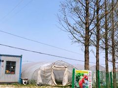 -喜杨洋草莓采摘园