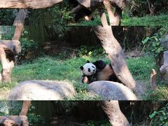-广州长隆野生动物世界