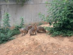 -石家庄市动物园