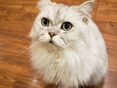 -猫友咖啡店(玉林西路店)