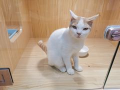-屋虎猫馆(宝安大仟里店)