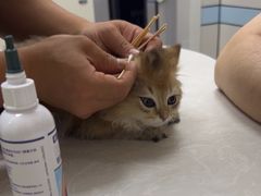-中农国际动物医院24小时·猫科·骨科·急重症中心