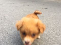 -严国平动物医院(德政总院)