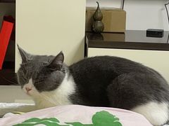 -瑞派康怡24h宠物医院·犬猫医疗中心·微创绝育(瑞景分院)