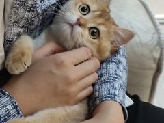 -lincat·猫舍(广州店)