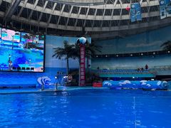 -海合安成都极地海洋公园