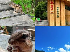 -五营红松林海景区