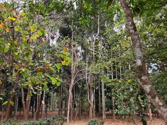 -中国科学院西双版纳热带植物园
