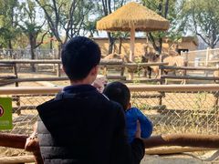 -皇冠幸福里动物奶油生日蛋糕(龙阳村地铁站店)