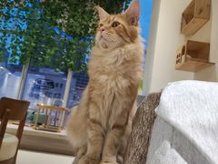 -藏猫猫咖啡主题馆(中央大道店)