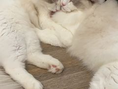 -酷豆宠物咖啡·宠物美食·撸猫馆