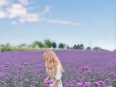 -紫颐香薰山谷景区