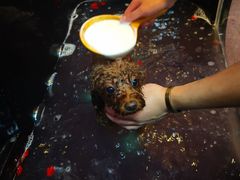 -百好乐宠物友好餐厅(朝外大街店)