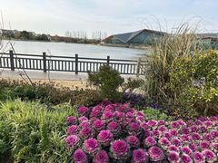 -上海长兴岛郊野公园