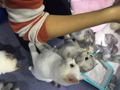 -喵的天空名猫咖啡馆·撸猫·猫舍·用品