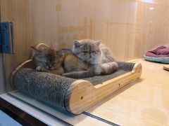 -momokira米努特·德文卷毛猫·棉花面纱犬