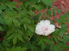 -洛阳市隋唐城遗址植物园