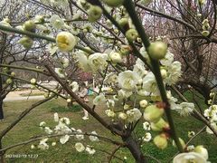 -苏州上方山国家森林公园